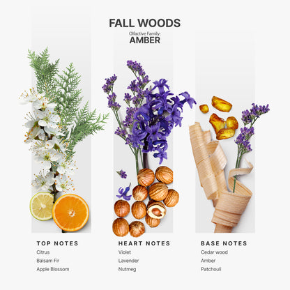 AP011 - Fall Woods