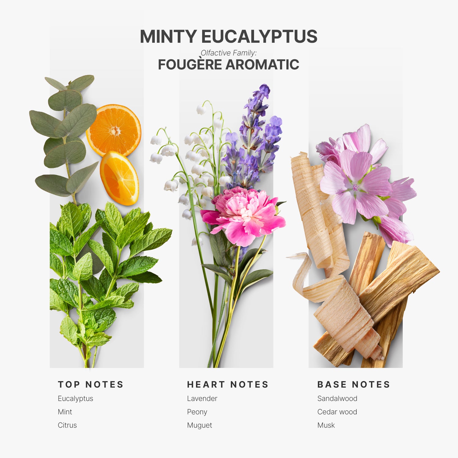 AP012 - Minty Eucalyptus