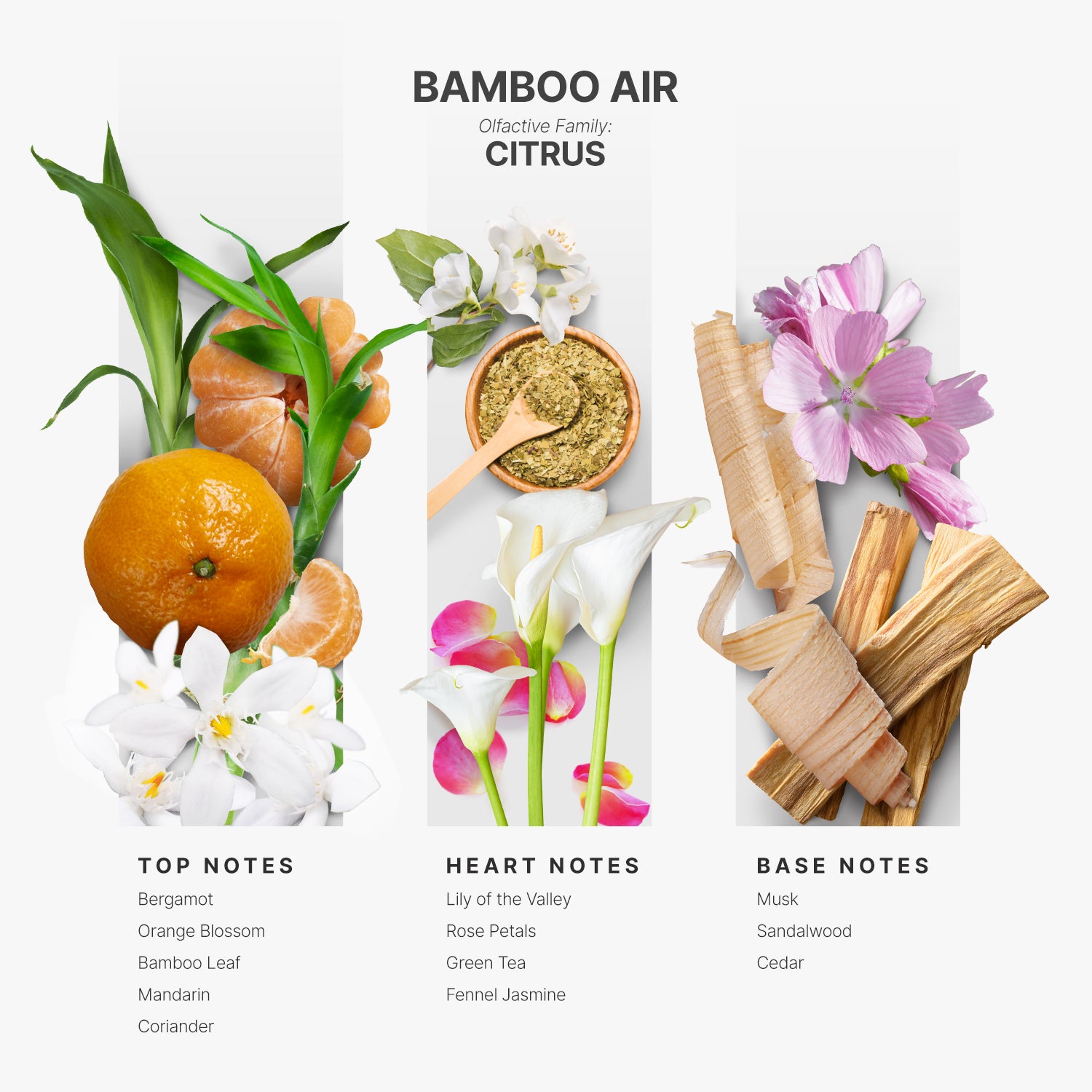 Fragrance Kit - Best sellers Samples + Bamboo Fragrance Bottle